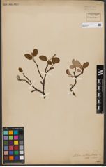 Foto von Salix reticulata L.